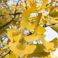 Ginkgo Flower Seeds for Planting – Heirloom, Non-GMO, High Germination Organic Garden Seeds
