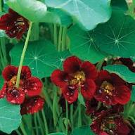 Black Nasturtium Flower Seeds for Planting – Heirloom, Non-GMO, Cut Flower Favorite Organic Garden Seeds