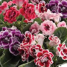 Aubrieta Flower Seeds for Planting Multi-Colors – Heirloom, Non-GMO, High Germination Organic Garden Seeds