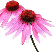 ConeFlower Seeds for Planting – Seasonal Bloomer, Heirloom, Non-GMO, High Germination Garden Seeds