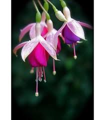 Fuchsias Flower Seeds for Planting – Perfect for Borders Heirloom Non-GMO High Germination Organic Garden Seeds