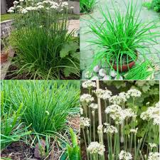 Chives Common Seeds 
