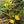 Yellow Zucchini Squash Seeds for Planting – Heirloom & Non-GMO Vegetable Seeds