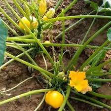 Yellow Zucchini Squash Seeds for Planting – Heirloom & Non-GMO Vegetable Seeds