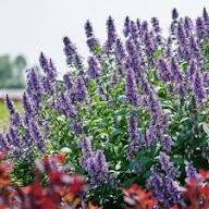 Violet Catmint Flower Seeds for Planting - Pollinator Friendly, Heirloom & GMO Free Seeds for Home Garden Non-GMO