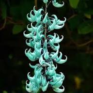 Jade Green Flower Seeds for Planting – Heirloom, Non-GMO, High Germination Organic Garden Seeds