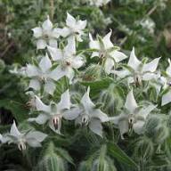 White Borage Flower Seeds for Planting | Heirloom Non-GMO High Germination Organic Garden Seeds