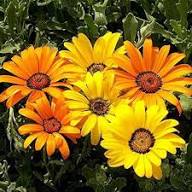 Yellow Dimorphotheca Flower Seeds for Planting | Heirloom Non-GMO High Germination Organic Garden Seeds
