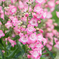 Pink Penstemon Strictus Flower Seeds for Planting – Heirloom, Non-GMO, High