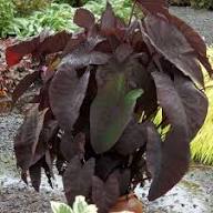 Leaf Alocasia Flower Seeds for Planting – Vibrant Colors Heirloom Non-GMO, High Germination Organic Garden Seeds
