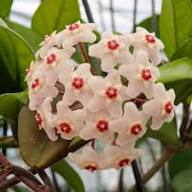 Fresh Hoya Flower Seeds for Planting | Heirloom Non-GMO High Germination Organic Garden Seeds