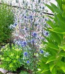 Eryngium Planum Flower Seeds for Planting – Cut Flower Favorite, Heirloom, Non-GMO, High Germination Garden Seeds