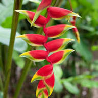 Heliconia Flower Seeds for Planting – Heirloom Non-GMO, High Germination Organic Garden Seeds