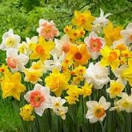 Daffodil Flower seeds for Planting - Cut Flower Favorite, Heirloom & GMO Free Seeds for Home Garden, High Germination