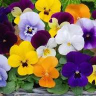 Mixed Viola Sorbet Flower Seeds for Planting - Heirloom, Non-GMO, High Germination Organic Garden Seeds