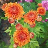 Deep Orange Chrysanthemum Flower Seeds for Planting | Heirloom Non-GMO Organic Garden Seeds High Germination