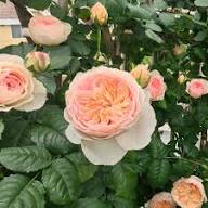 Cream Climbing Rose Flower Seeds for Planting | Heirloom Non-GMO High Germination Organic Garden Seeds