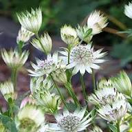 White Astrantia Flower Seeds for Planting – Heirloom Non-GMO High Germination Organic Garden Seeds