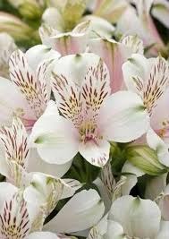 White Alstroemeria Flower Seeds for Planting | Heirloom Non-GMO Organic Garden Seeds, High Germination
