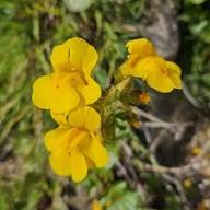 Yellow Erythranthe Flower Seeds for Planting – Heirloom, Non-GMO, Wildflower Mix Organic Garden Seeds