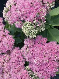 Pink Sedum Flower Seeds for Planting – Heirloom Non-GMO, High Germination Organic Garden Seeds