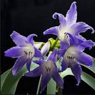 White Blue Hippeastrum Flower Seeds for Planting | Heirloom Non-GMO Organic Garden Seeds, High Germination