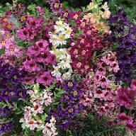 Mixed Butterfly Orchids Flower Seeds for Planting - Shade Tolerant, Heirloom & Non-GMO Seeds for Home Garden