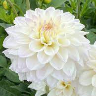 Flower Seeds, Seeds,Seeds For Planting,Plant Seeds