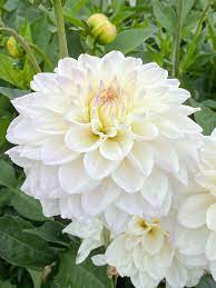 Flower Seeds, Seeds,Seeds For Planting,Plant Seeds