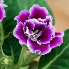 White Purple Gloxinia Flower Seeds for Planting – Heirloom, Non-GMO, High Germination Organic Garden Seeds