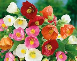 Fresh Blooming Flower Seeds for Planting – Heirloom, Non-GMO, Drought Tolerant Garden Seeds