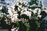White Statice Flower Seeds for Planting – Heirloom, Non-GMO, High Germination Organic Garden Seeds