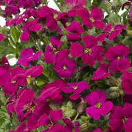 Pink Aubrieta Flower Seeds for Planting | Heirloom Non-GMO High Germination Organic Garden SeedsOrange Protea Flower Seeds for Planting – Heirloom Non-GMO, High Germination Organic Garden Seeds
