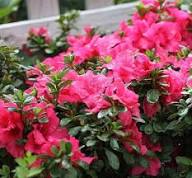 Pink Satsuki Azalea Flower Seeds for Planting – Heirloom, Non-GMO, High Germination Organic Garden Seeds