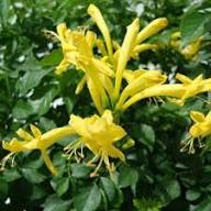 Yellow Cape Honeysuckle Flower Seeds for Planting – Heirloom, Non-GMO, High Germination Organic Garden Seeds