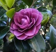 Purple & Pink Camellia Flower Seeds for Planting Heirloom Non-GMO High Germination Organic Garden Seeds