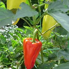 Sweet Gypsy Pepper Seeds for Planting – Heirloom, Non-GMO, Mild Flavor – High Germination