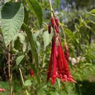Bolivian Fuchsia Flower Seeds for Planting | Heirloom Non-GMO High Germination Organic Garden Seeds