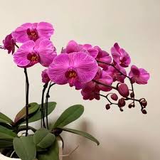 Green Pink Phalaenopsis Orchid Flower Seeds for Planting - Vibrant Colors, Heirloom, Non-GMO, High Germination Organic Garden Seeds