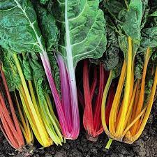 Mixed Swiss Chard Seeds for Planting – Heirloom Non-GMO Colorful Leafy Salad Vegetable Seeds with High Germination