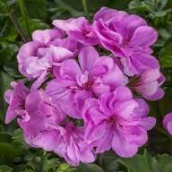 Lavender Geraniums Flower Seeds for Planting – Drought Tolerant, Heirloom, Non-GMO, High Germination Organic Garden Seeds
