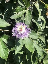 Red Blue Passiflora Flower Seeds for Planting – Premium Quality, Heirloom, Non-GMO, High Germination