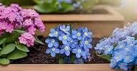 Myosotis Flower Seeds for Planting – Heirloom, Non-GMO, High Germination Organic Garden Seeds