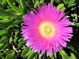 Flower Seeds, Seeds,Seeds For Planting,Plant Seeds