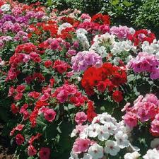 Multi-Colour Geranium Flower Seeds for Planting – Heirloom, Non-GMO, High Germination Organic Garden Seeds