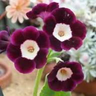 Brown Primula Auricula Flower Seeds for Planting – Heirloom, Non-GMO, Pollinator Friendly Organic Garden Seeds