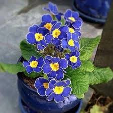 Blue Yellow Pansy Flower Seeds for Planting – Heirloom Non-GMO High Germination Organic Garden Seeds
