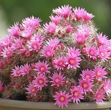 Mammillaria Flower Seeds for Planting – Heirloom Non-GMO High Germination Organic Garden Seeds