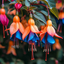 fuchsia flower seeds Orange Blue Fuchsia Hybrida Flower Seeds for Planting – Heirloom, Non-GMO,  High Germination Garden Seeds