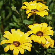 Dimorphotheca Flower Seeds for Planting – Heirloom, Non-GMO, High Germination Organic Garden Seeds